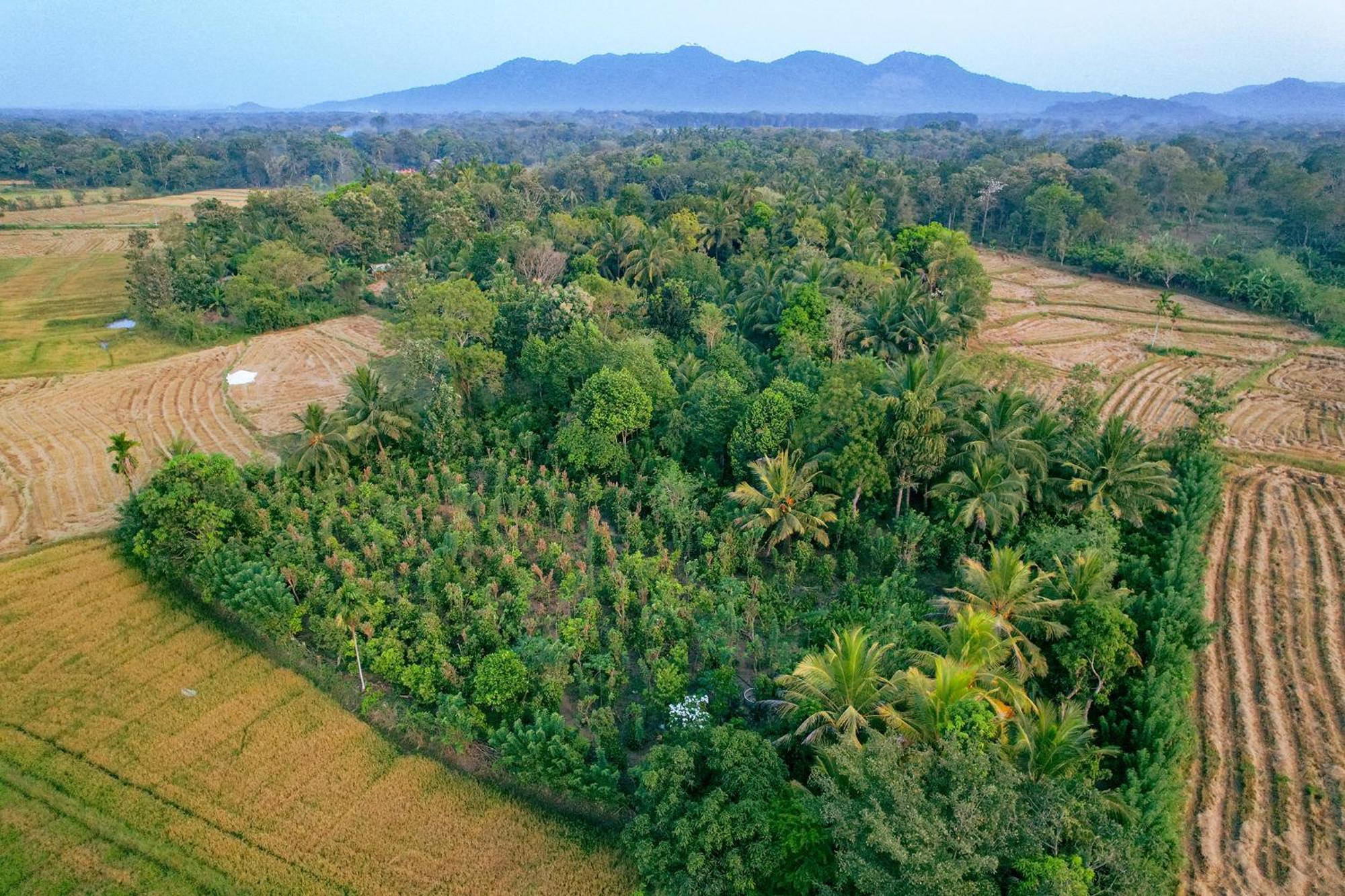 Mailagama Cinnamon Residence Kataragama Eksteriør billede